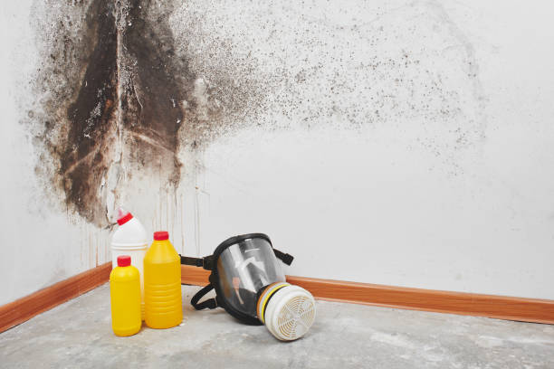 Best Mold Testing  in Eureka Springs, AR