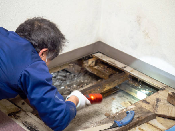 Trusted Eureka Springs, AR Mold Removal Experts