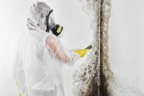 Best Black Mold Removal  in Eureka Springs, AR