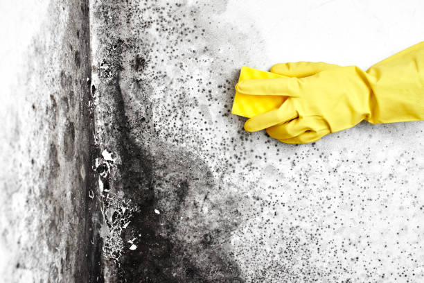 Best Commercial Mold Removal  in Eureka Springs, AR