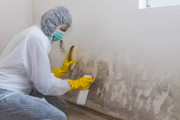 Best Emergency Mold Removal  in Eureka Springs, AR