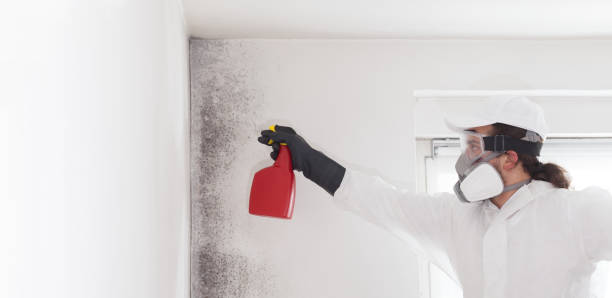 Mold Removal and Inspection in Eureka Springs, AR