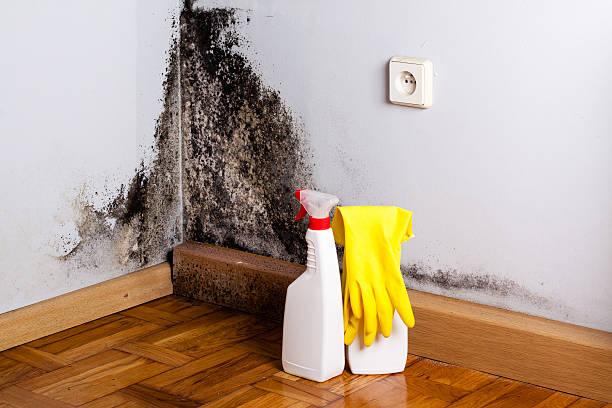 Best Mold Cleaning Services  in Eureka Springs, AR