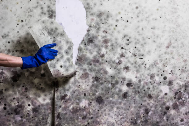 Best Mold Cleaning Services  in Eureka Springs, AR