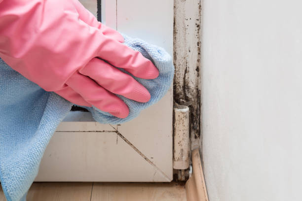 Best Fast Mold Removal  in Eureka Springs, AR
