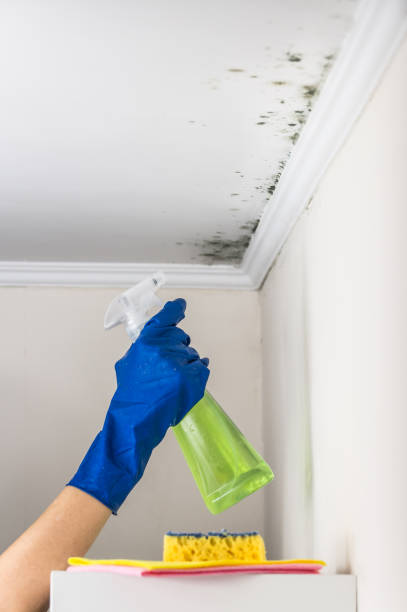 Best Professional Mold Removal  in Eureka Springs, AR