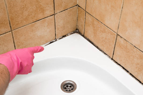 Best Home Mold Removal  in Eureka Springs, AR
