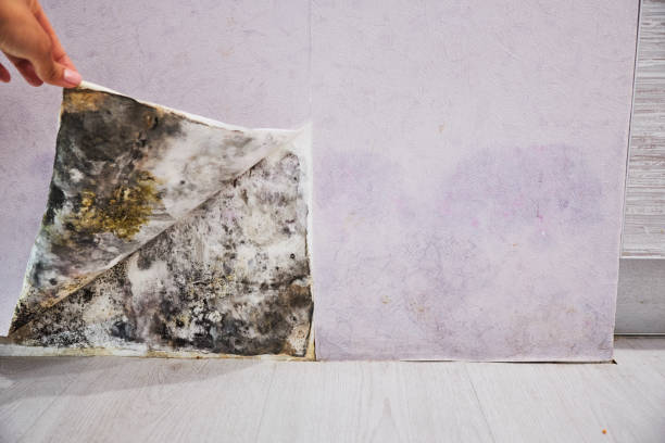 Best Mold Removal Near Me  in Eureka Springs, AR